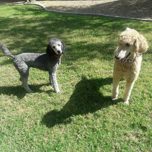 Meet your Posher, Annie